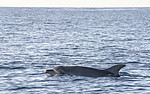 BB_20160224_0033 / Tursiops truncatus / Tumler