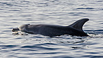 BB_20160224_0069 / Tursiops truncatus / Tumler