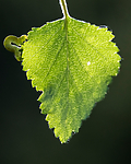 BB_20160304_0267 / Betula pubescens / Bjørk <br /> Betula pubescens tortuosa / Fjellbjørk <br /> Epirrita autumnata / Fjellbjørkemåler
