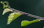 BB_20160304_0476 / Betula pubescens / Bjørk <br /> Betula pubescens tortuosa / Fjellbjørk <br /> Epirrita autumnata / Fjellbjørkemåler