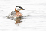 BB_20160402_1333 / Podiceps grisegena / Gråstrupedykker