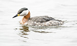 BB_20160402_1475 / Podiceps grisegena / Gråstrupedykker