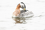 BB_20160402_1496 / Podiceps grisegena / Gråstrupedykker