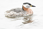 BB_20160402_1507 / Podiceps grisegena / Gråstrupedykker