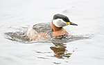 BB_20160402_1536 / Podiceps grisegena / Gråstrupedykker