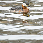 BB_20160402_1555 / Podiceps grisegena / Gråstrupedykker
