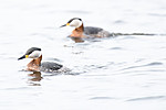 BB_20160402_1586 / Podiceps grisegena / Gråstrupedykker