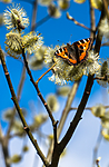 BB_20160419_0349 / Aglais urticae / Neslesommerfugl <br /> Salix caprea / Selje