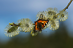 BB_20160419_0387 / Aglais urticae / Neslesommerfugl <br /> Salix caprea / Selje