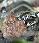 BB_20160424_0107 / Natrix natrix / Buorm