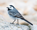 BB_20160501_0067 / Motacilla alba / Linerle