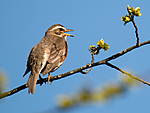 BB_20160508_0096 / Turdus iliacus / Rødvingetrost