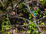 BB_20160508_0307 / Alcedo atthis / Isfugl