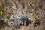 BB_20160517_0196 / Calluna vulgaris / Røsslyng <br /> Lepus timidus / Hare