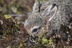 BB_20160517_0221 / Calluna vulgaris / Røsslyng <br /> Lepus timidus / Hare