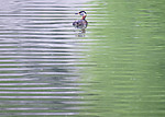 BB_20160603_0092 / Podiceps grisegena / Gråstrupedykker
