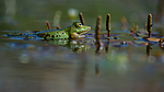 BB_20160604_0775 / Pelophylax esculentus / Hybridfrosk