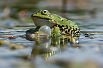 BB_20160604_1287 / Pelophylax esculentus / Hybridfrosk
