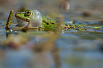 BB_20160604_1318 / Pelophylax esculentus / Hybridfrosk