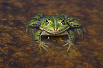 BB_20160604_1396 / Pelophylax esculentus / Hybridfrosk