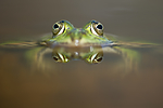 BB_20160604_1515 / Pelophylax esculentus / Hybridfrosk