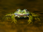 BB_20160604_1567 / Pelophylax esculentus / Hybridfrosk