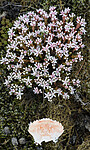 BB_20160612_0017 / Sedum anglicum / Kystbergknapp