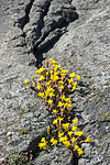 BB_20160612_0324 / Sedum acre / Bitterbergknapp