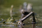 BB_20160613_0372 / Pelophylax lessonae / Damfrosk