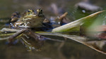 BB_20160613_0381 / Pelophylax lessonae / Damfrosk