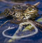 BB_20160613_0398 / Pelophylax lessonae / Damfrosk