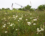 BB_20160617_0005 / Filipendula vulgaris / Knollmjødurt <br /> Lotus corniculatus / Tiriltunge <br /> Trifolium medium / Skogkløver