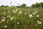 BB_20160617_0009 / Filipendula vulgaris / Knollmjødurt <br /> Lotus corniculatus / Tiriltunge <br /> Trifolium medium / Skogkløver