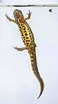 BB_20160618_0014 / Lissotriton vulgaris / Småsalamander