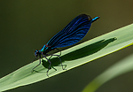 BB_20160628_0791 / Calopteryx virgo / Blåvingevannymfe