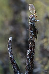 BB_20160703_0159 / Betula pubescens / Bjørk <br /> Phoenicurus phoenicurus / Rødstjert
