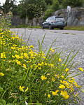 BB_20160710_0003 / Lotus corniculatus / Tiriltunge
