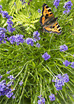 BB_20160710_0232 / Aglais urticae / Neslesommerfugl <br /> Lavandula angustifolia / Lavendel