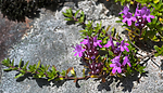 BB_20160712_0088 / Thymus serpyllum serpyllum / Smaltimian