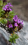 BB_20160712_0116 / Thymus serpyllum serpyllum / Smaltimian