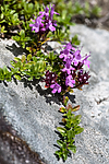 BB_20160712_0124 / Thymus serpyllum serpyllum / Smaltimian