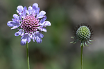 BB_20160712_0159 / Scabiosa columbaria / Bakkeknapp