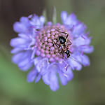 BB_20160712_0174 / Himacerus mirmicoides <br /> Scabiosa columbaria / Bakkeknapp