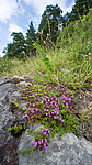 BB_20160712_0288 / Thymus serpyllum serpyllum / Smaltimian