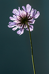 BB_20160712_0418 / Scabiosa columbaria / Bakkeknapp