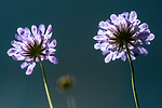 BB_20160712_0463 / Scabiosa columbaria / Bakkeknapp