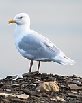 BB_20160714_0152 / Larus hyperboreus / Polarmåke