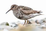 BB_20160714_0254 / Calidris maritima / Fjæreplytt