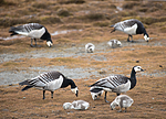 BB_20160714_0273 / Branta leucopsis / Hvitkinngås