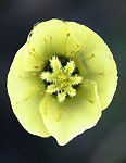 BB_20160714_0630 / Papaver dahlianum / Polarvalmue